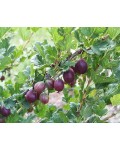 Крыжовник Черномор (поздний) | Аґрус Чорномор (пізній) | Ribes uva-crispa Chernomor