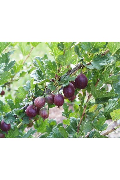 Агрус Чорномор плоди