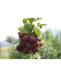 Агрус Чорномор (пізній) | Крыжовник Черномор (поздний) | Ribes uva-crispa Chernomor