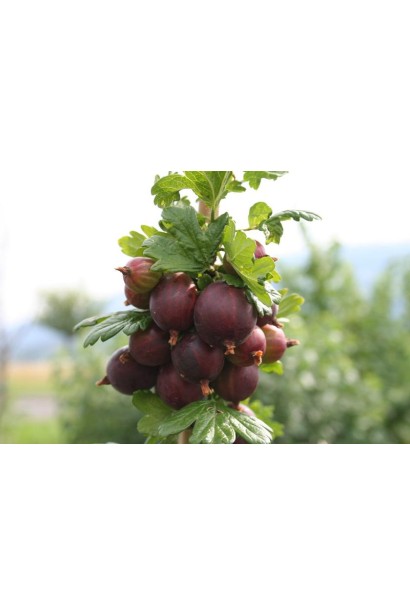 Північний виноград Chornomor