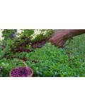 Агрус Чорномор (пізній) | Крыжовник Черномор (поздний) | Ribes uva-crispa Chernomor