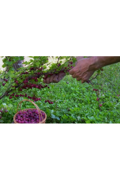 Аґрус Чорномор збір урожаю з куща