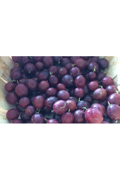 Аґрус Чорномор пізній сорт