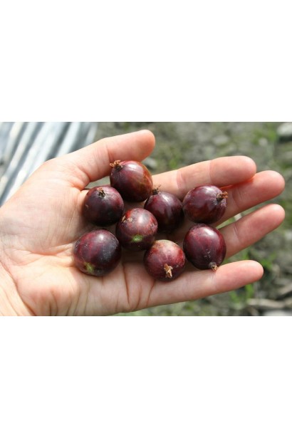 Аґрус Чорномор (пізній)