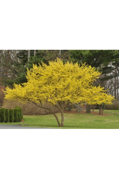 Дерен справжній невелике формоване деревце