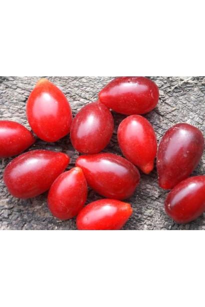 Деренка плоди