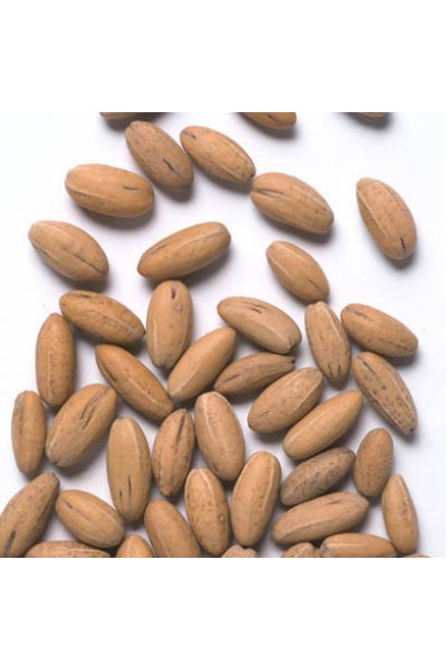 Корнус кісточка