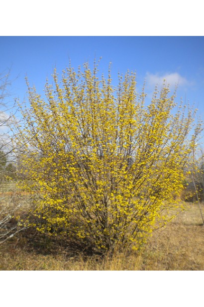 Кизил справжній цвітіння жовтими квітами