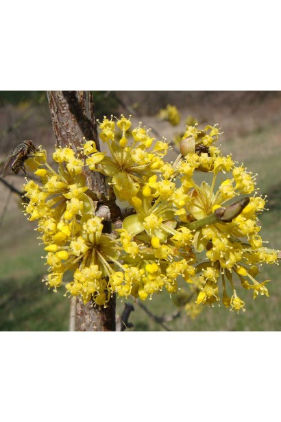 Жовті квіти дерену звичайного, зібрані в зонтиковидні суцвіття