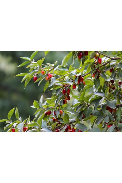 Кизил справжній / Дерен звичайний