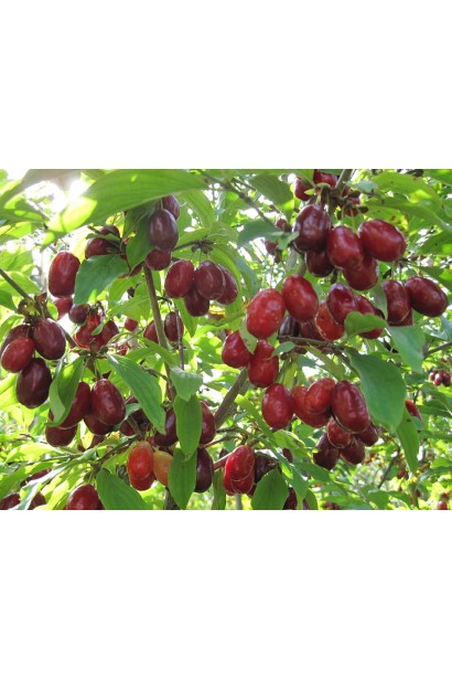 Дерен червоний