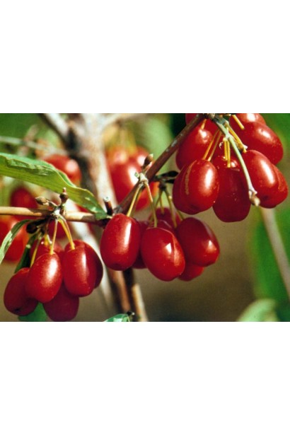 Кизил справжній червоні їстівні плоди