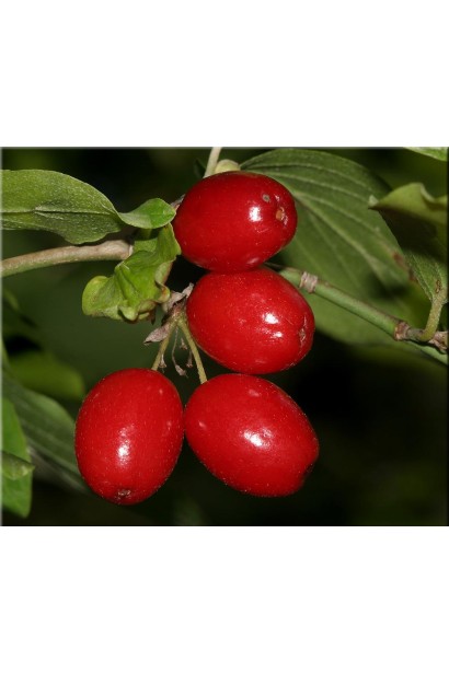 Кизил їстівний