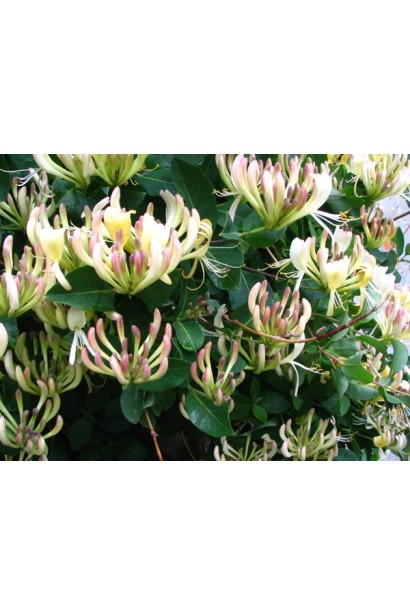 Жимолость Капріфоль в період цвітіння