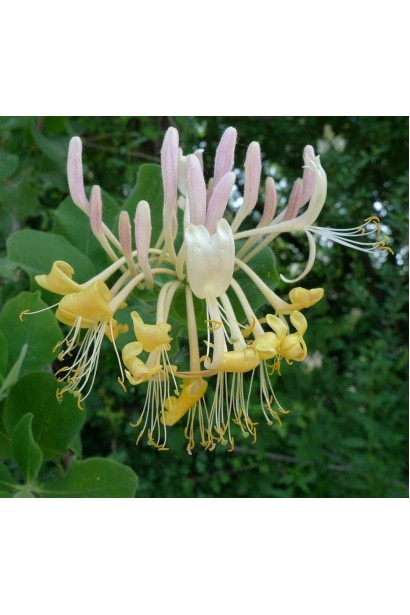 Каприфолій