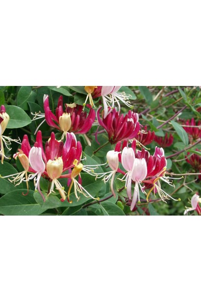 Lonicera Сaprifolium 