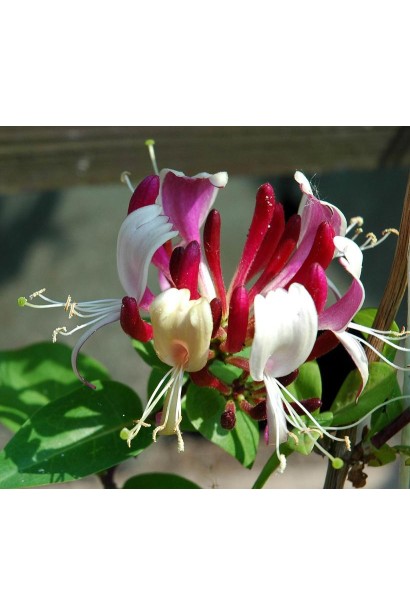 Жимолость Капріфоль біла квітка з пурпурними відтінками