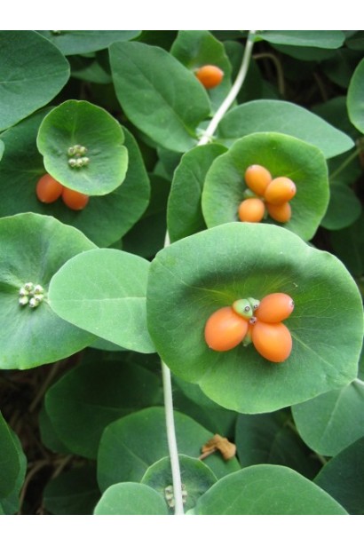 Жимолость кучерява ягоди