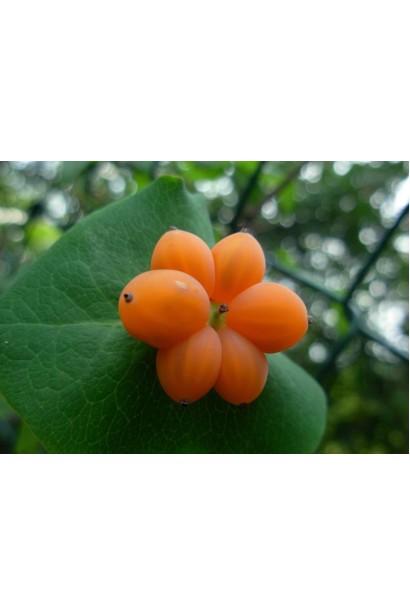 Жимолость Капріфоль помаранчеві неїстівні плоди