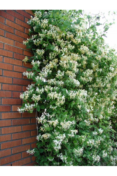 Жимолость козолиста ліана на цегляній стіні