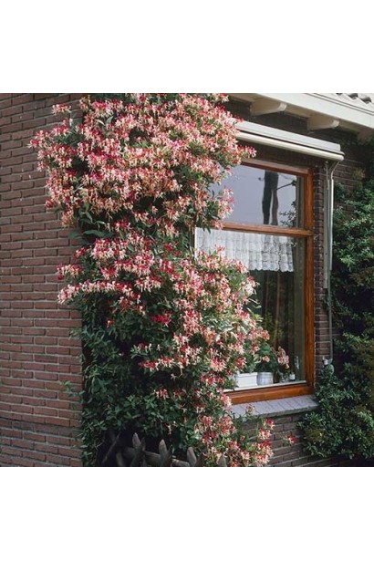 Жимолость декоративна