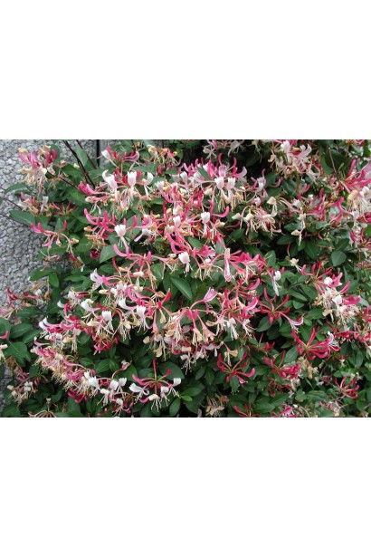 Жимолость Капріфоль (ліана)