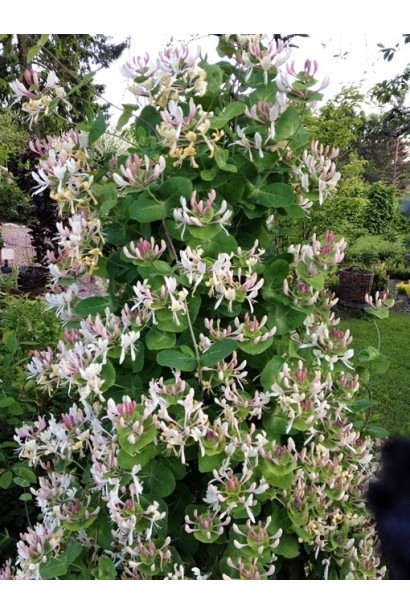 Lonicera Сaprifolium