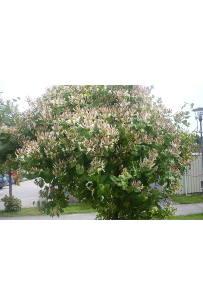 Козолист ліана