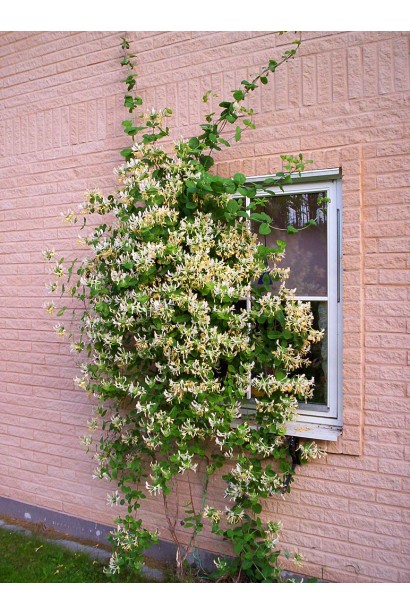 Деревник козолистий