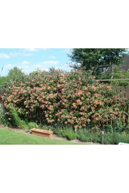 Декоративна квітуча ліана