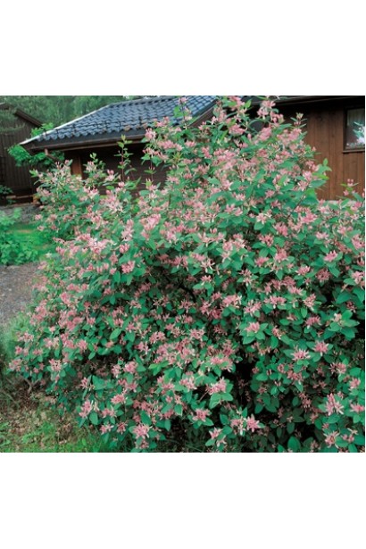 Жимолость татарська (декоративний кущ)