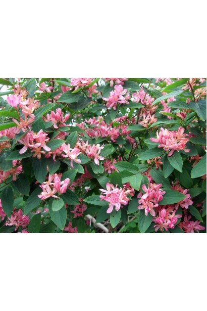 Жимолость татарська (декоративний кущ) | Lonicera tatarica | Жимолость татарская (декоративный куст)