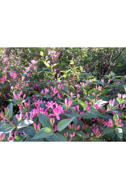 Жимолость татарська (декоративний кущ) | Lonicera tatarica | Жимолость татарская (декоративный куст)