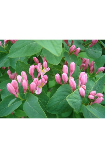 Жимолость татарська (декоративний кущ) | Lonicera tatarica | Жимолость татарская (декоративный куст)