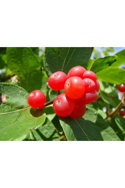 Жимолость татарська (декоративний кущ) | Lonicera tatarica | Жимолость татарская (декоративный куст)