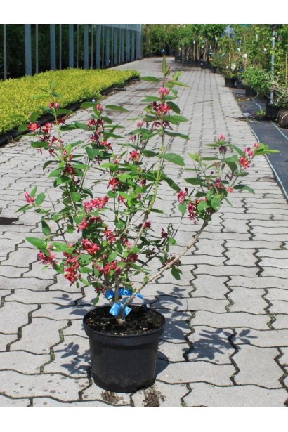 Жимолость татарська (декоративний кущ) | Lonicera tatarica | Жимолость татарская (декоративный куст)