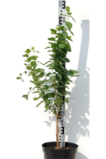 Жимолость татарська (декоративний кущ) | Lonicera tatarica | Жимолость татарская (декоративный куст)