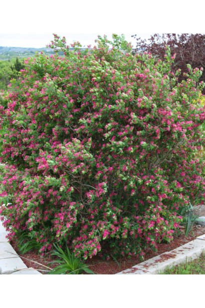 Жимолость татарська (декоративний кущ) | Lonicera tatarica | Жимолость татарская (декоративный куст)