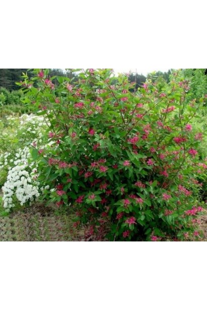 Жимолость татарська (декоративний кущ) | Lonicera tatarica | Жимолость татарская (декоративный куст)