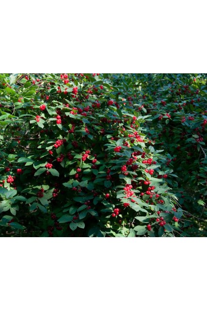 Жимолость татарська (декоративний кущ) | Lonicera tatarica | Жимолость татарская (декоративный куст)