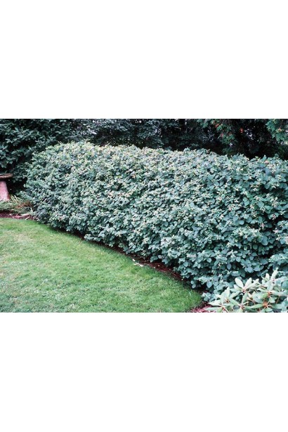 Жимолость татарська (декоративний кущ) | Lonicera tatarica | Жимолость татарская (декоративный куст)