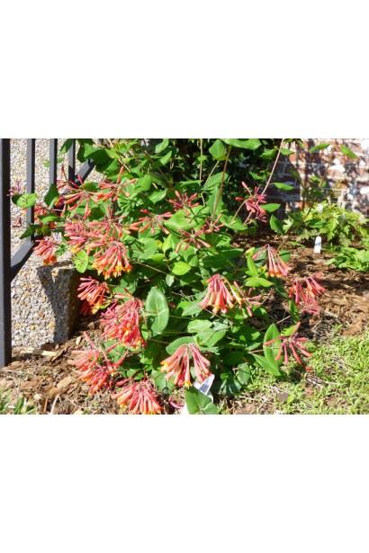 Жимолость татарська (декоративний кущ) | Lonicera tatarica | Жимолость татарская (декоративный куст)