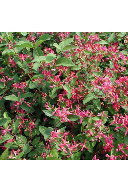 Жимолость татарська (декоративний кущ) | Lonicera tatarica | Жимолость татарская (декоративный куст)