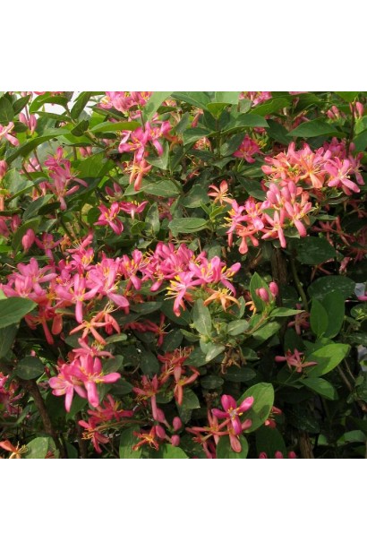 Жимолость татарська (декоративний кущ) | Lonicera tatarica | Жимолость татарская (декоративный куст)