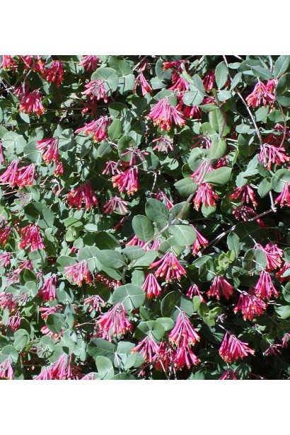  Lonicera tatarica