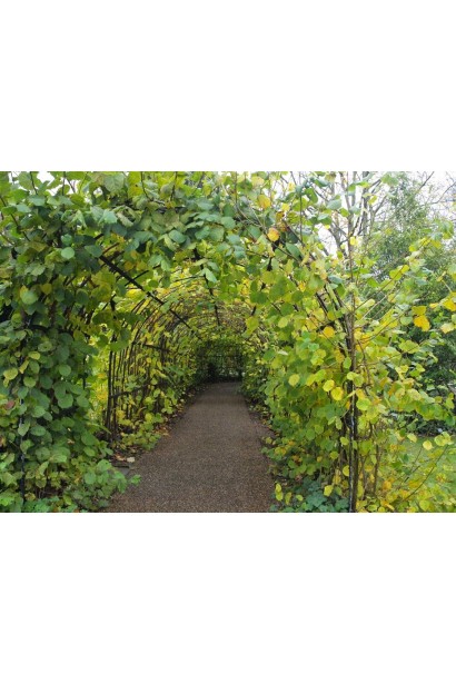 Фундук звичайний Вебба цінний Коб