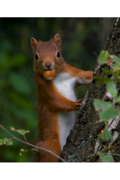 Фундук звичайний Вебба цінний Коб