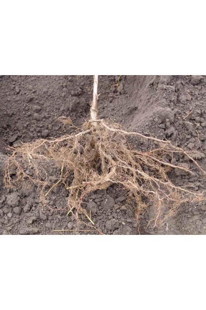 Фундук Вебба цінний Коб - посадка з голим коренем