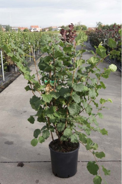 Фундук Вебба цінний Коб - 5л/100-120см/Ø30-50см