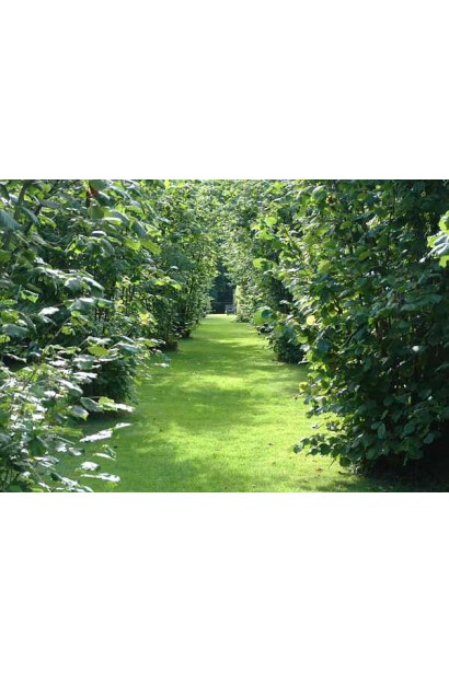 Фундук звичайний Вебба цінний Коб